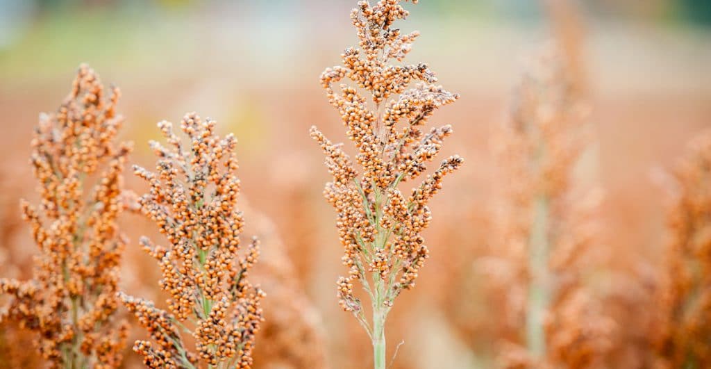 DYNNY6 Field of Sorghum (Sorghum bicolor) Rock Hall, Maryland